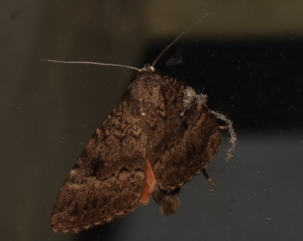 Amphipyra pyramidea (Noctuidae)?